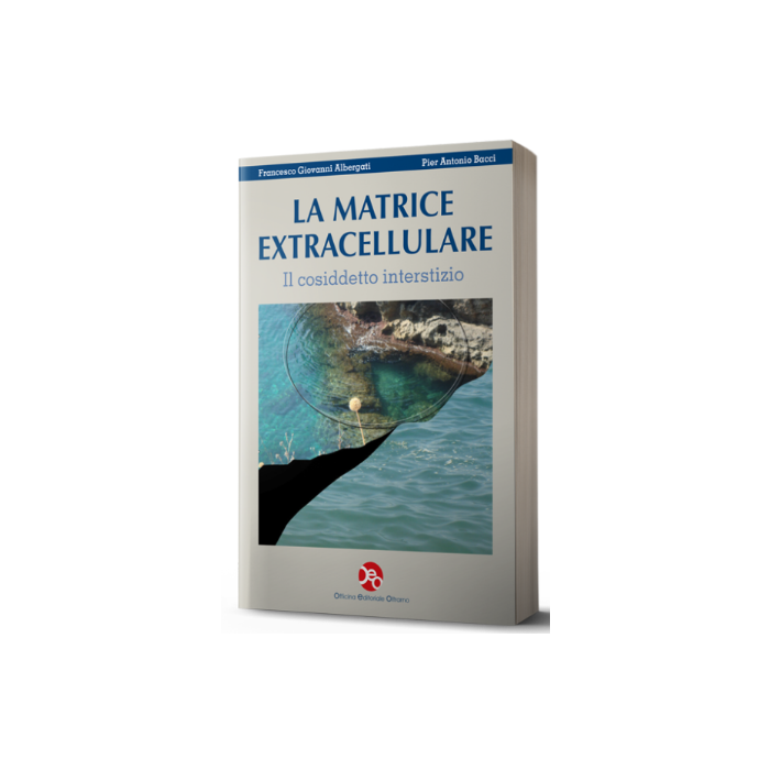 La Matrice Extracellulare Il cosidetto interstizio Albergati Bacci La Matrice Extracellulare Il cosidetto interstizio Albergati Bacci