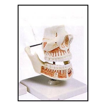 Dentatura di adulto