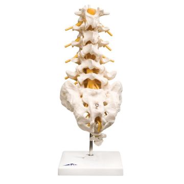 Colonna vertebrale lombare modello anatomico
