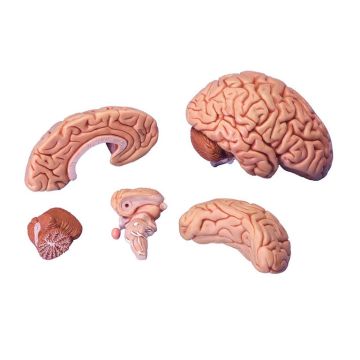 Cervello, modello classico, in 5 parti