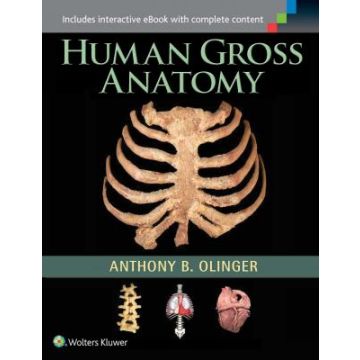 Human Gross Anatomy  Olinger Anthony B.  LIPPINCOTT Williams and Wilkins  9781451187403