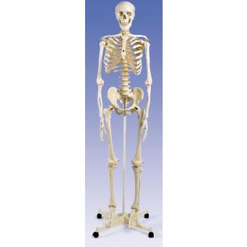 Scheletro classico Stan, su cavalletto a 4 gambe, con rotelle (A10)