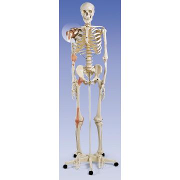 Scheletro classico Leo con legamenti articolari, su cavalletto a 5 gambe, con rotelle