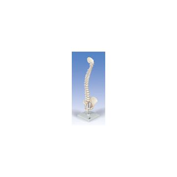 Mini colonna vertebrale, elastica