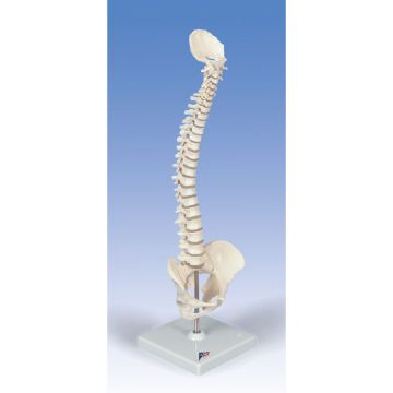 Mini colonna vertebrale, elastica, su stativo