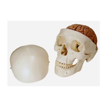 Cranio, modello classico, con cervello, in 8 parti