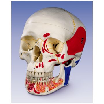 Cranio, modello classico, con mandibola aperta, dipinto