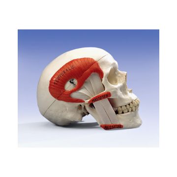Cranio, modello classico, con muscolatura masticatoria, in 2 parti