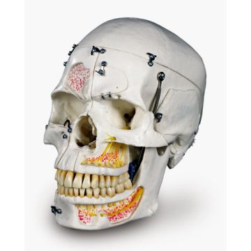 Cranio, modello di lusso, per dimostrazioni, in 10 parti