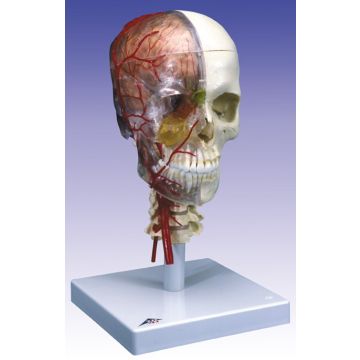 Cranio, modello sistema, cranio didattico di lusso, in 7 parti