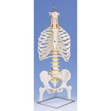 Colonna vertebrale flessibile classica, con cassa toracica e tronchi del femore