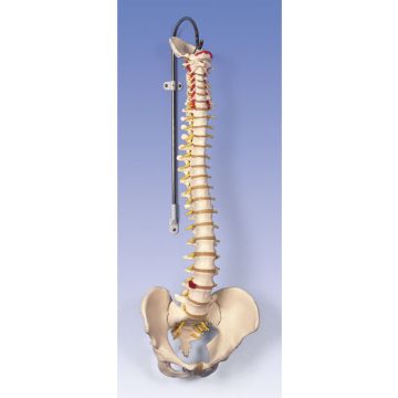 Colonna vertebrale flessibile classica