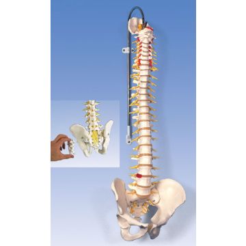 Colonna vertebrale flessibile, modello di lusso