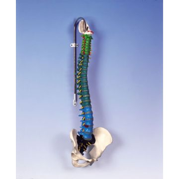 Colonna vertebrale flessibile didattica