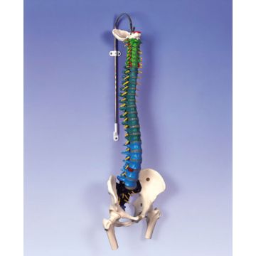 Colonna vertebrale flessibile didattica con tronchi del femore