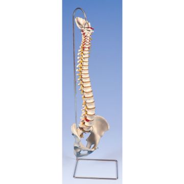 Colonna vertebrale flessibile molto robusta