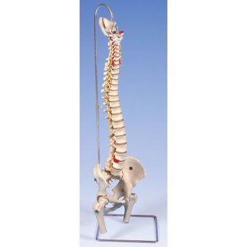 Colonna vertebrale flessibile molto robusta, con tronchi del femore
