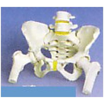 Scheletro di bacino femminile, con tronchi di femore