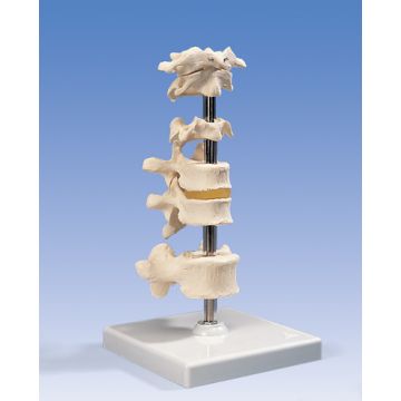 5 vertebre