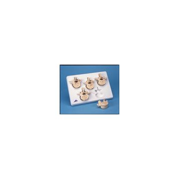 Set con 5 vertebre lombari