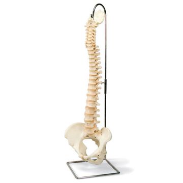 Colonna vertebrale BONElike