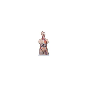 Torso femminile, modello di lusso, in 20 parti  [B08]