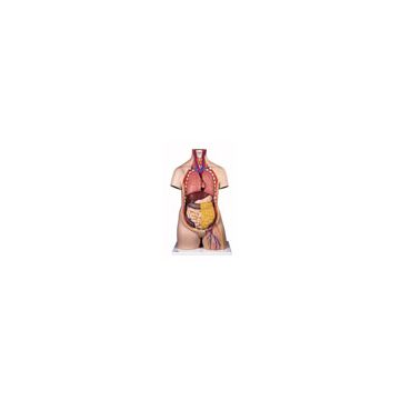 Torso classic, senza sesso, in 10 parti  [B09/1]