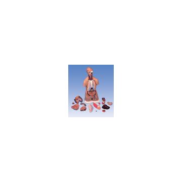 Torso classic, senza sesso, in 16 parti  [B11]