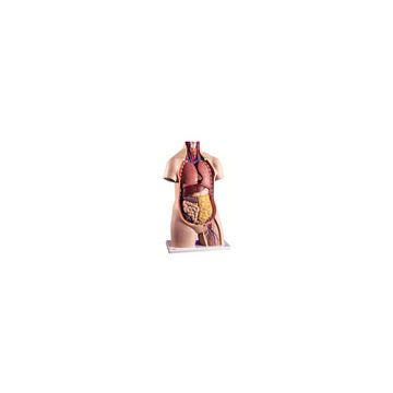 Torso classic, senza sesso, in 11 parti