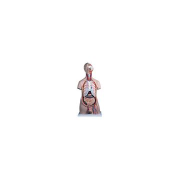 Torso maschile, modello di lusso, in 20 parti  [B15]