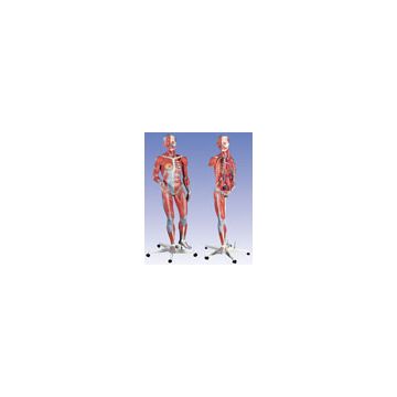 Figura con muscoli, femminile, in 23 parti