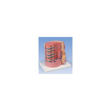 3B MICROanatomy™ Fibra muscolare - ingrandito 10.000 volte