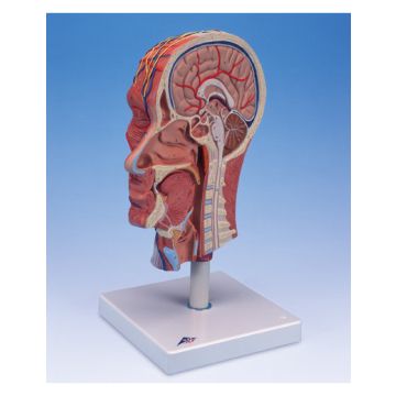 Metà testa con muscolatura