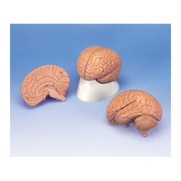 Cervello, modello conveniente, in 2 parti