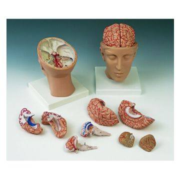 Cervello, con arterie, con testa, in 8 parti
