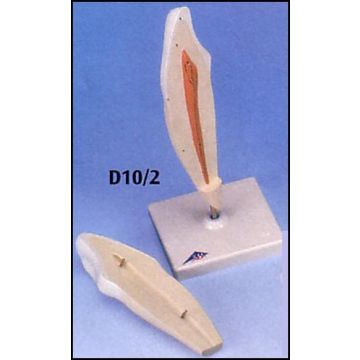 Dente canino inferiore, in 2 parti