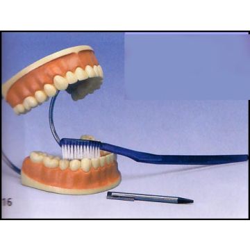 Modello gigante per la cura dei denti, ingrandito 3 volte