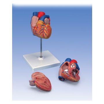 Cuore, in 2 parti