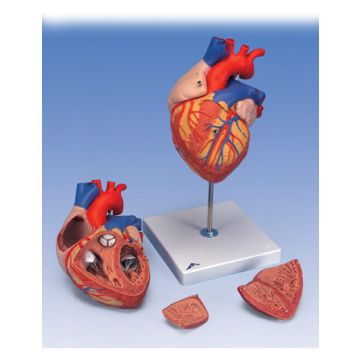 Cuore, ingrandito 2 volte, in 4 parti