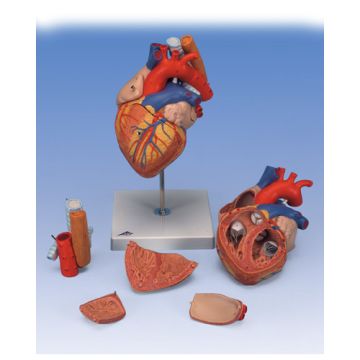 Cuore con trachea ed esofago, ingrandito 2 volte, in 5 parti