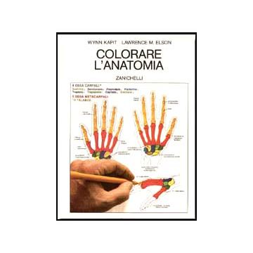 Colorare l'anatomia