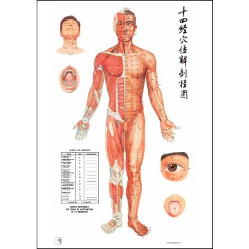 POSTER - Agopuntura    Set di 6 Tavole