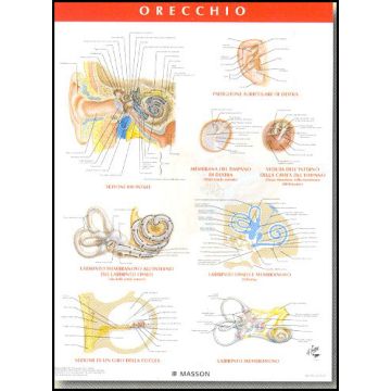 POSTER - Orecchio