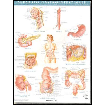 POSTER - Apparato Gastrointestinale