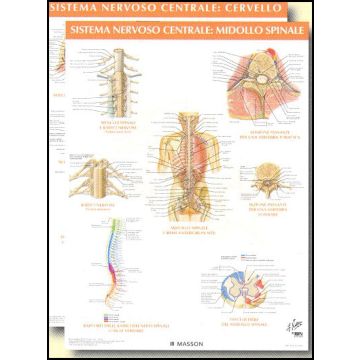 POSTER - Sistema Nervoso Centrale (set di 2 Tavole)