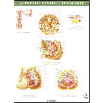 POSTER - Apparato Genitale Femminile
