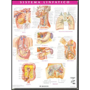 POSTER - Sistema Linfatico