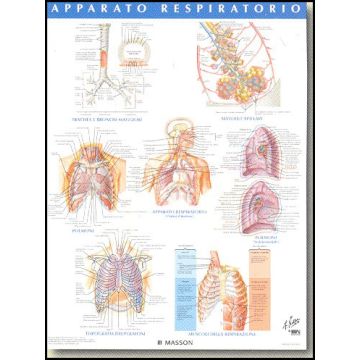 POSTER - Apparato Respiratorio