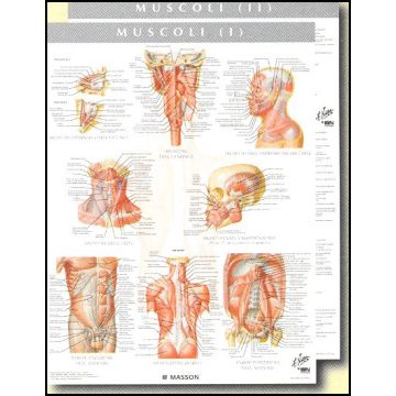 POSTER - I Muscoli (set di 2 Tavole)
