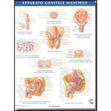 POSTER - Apparato Genitale Maschile